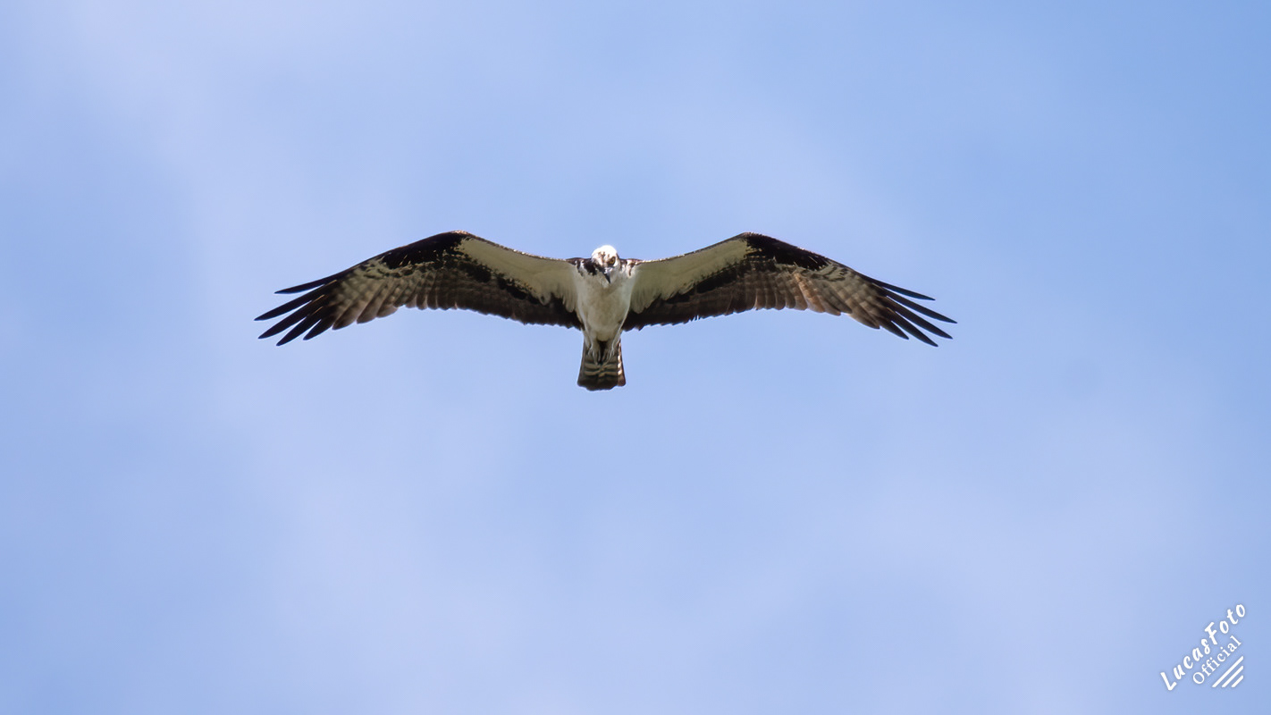 Osprey