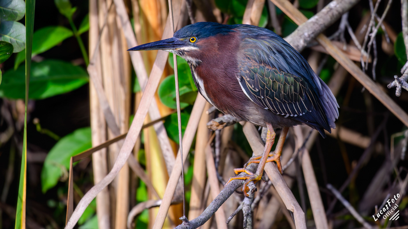 Green Heron