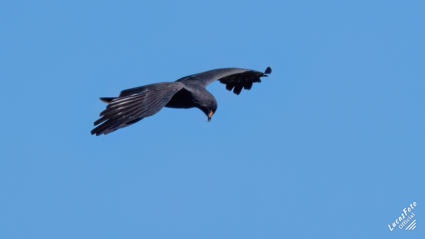 Snail Kite