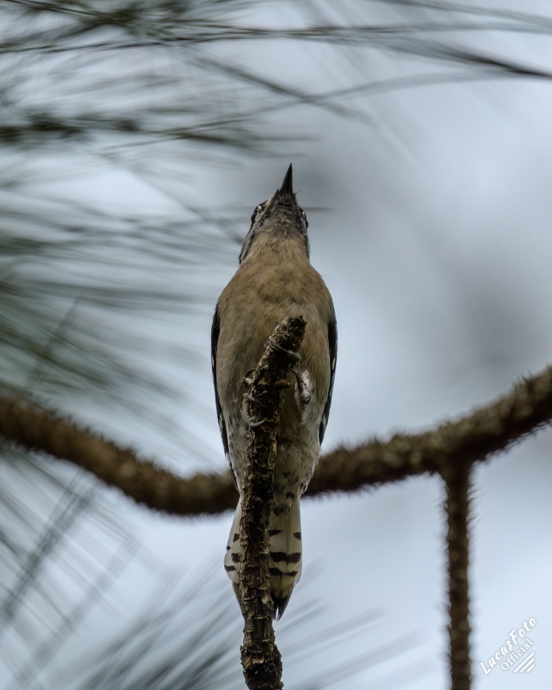 Downy Woodpecker