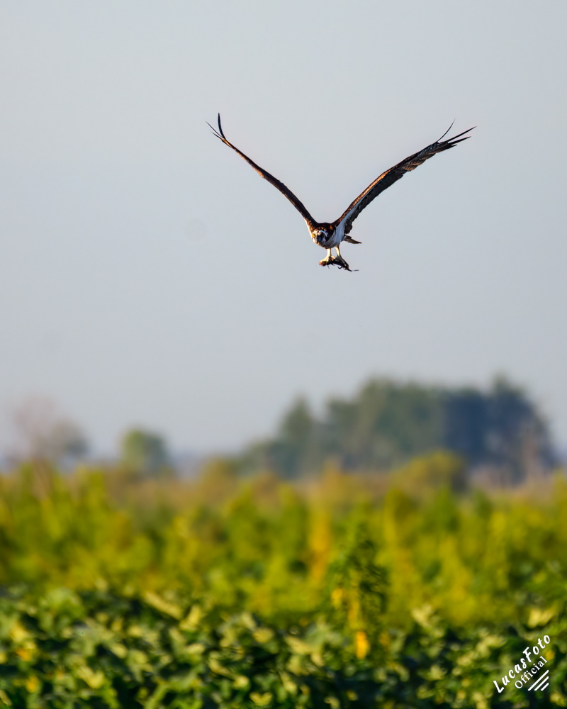 Osprey