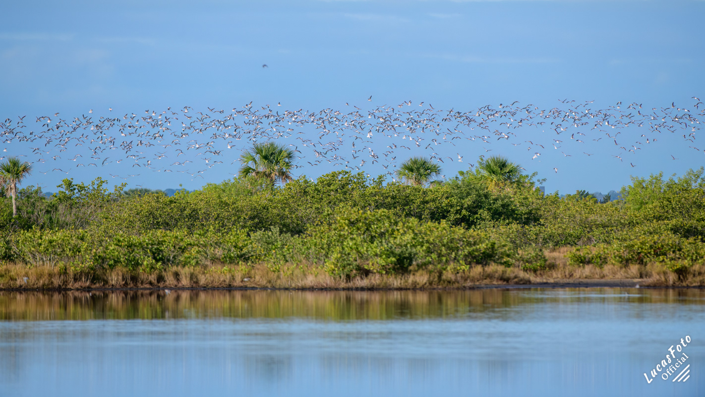Laughing Gull / Ring Billed Gull / Caspian Tern