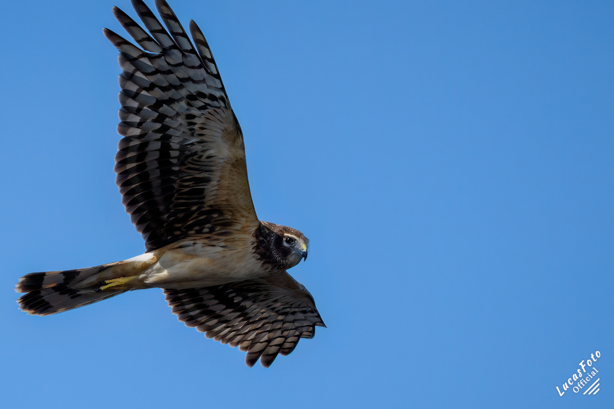 Northern Harrier
