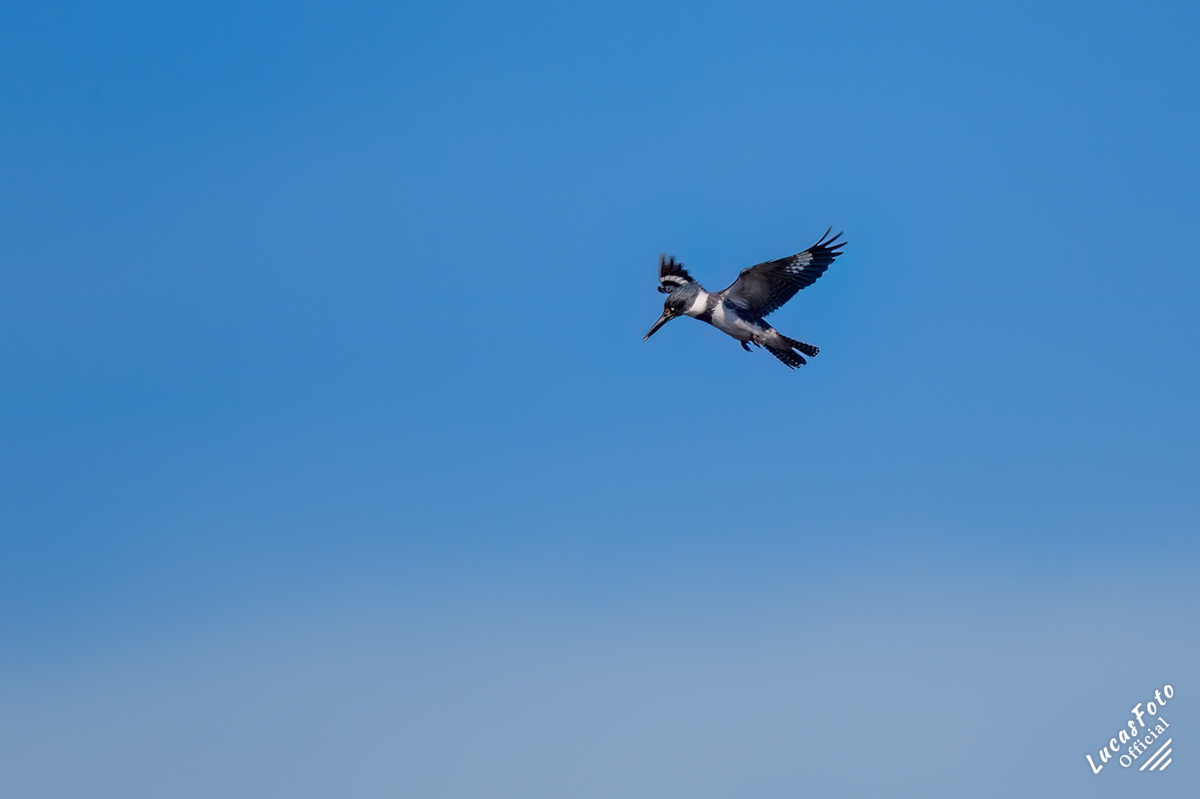 Belted Kingfisher
