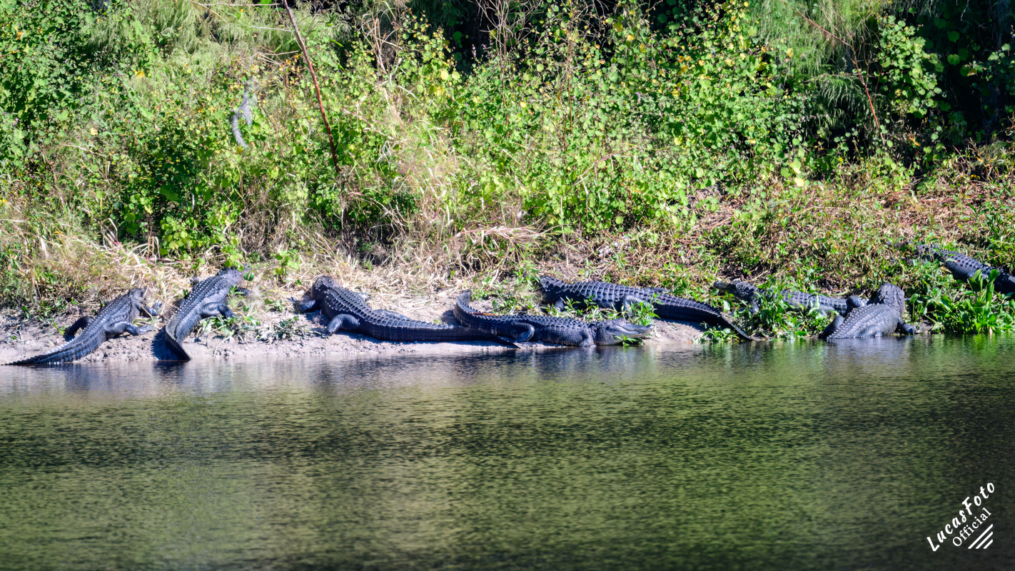 Alligator