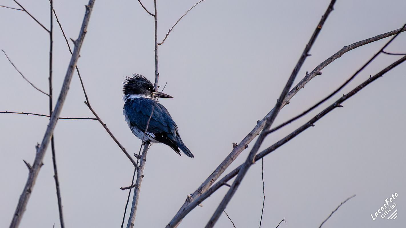 Belted Kingfisher