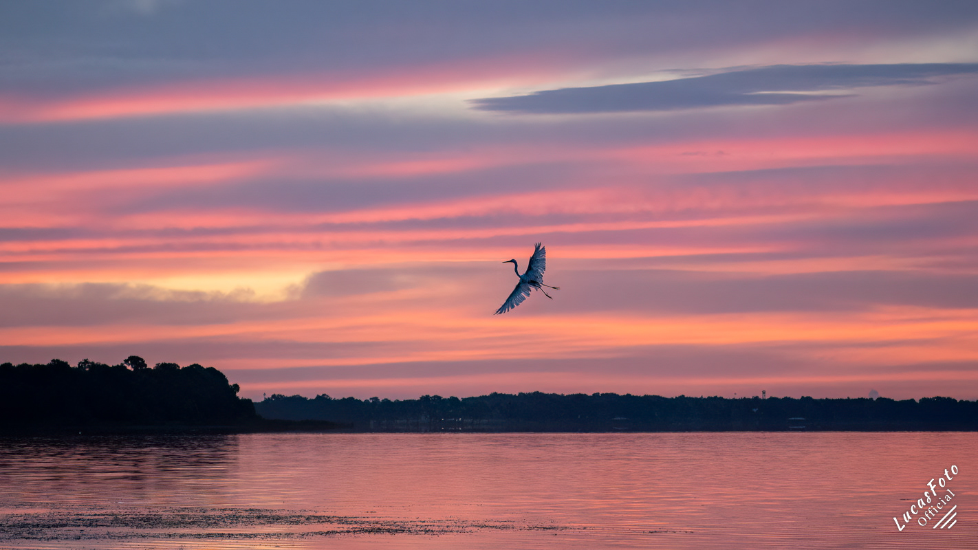 Great Egret