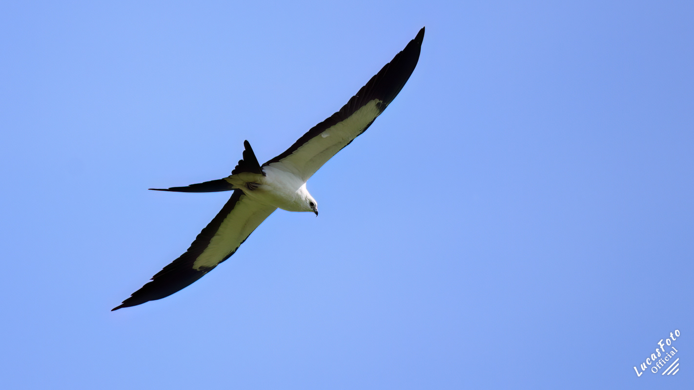 Swallow-tailed Kite
