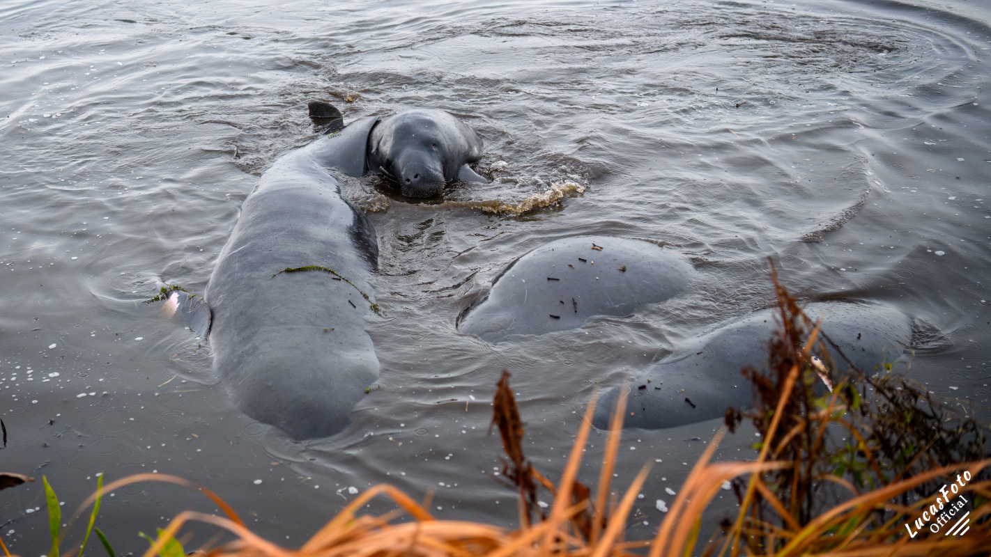 Manatee Mating Ball/Herd
