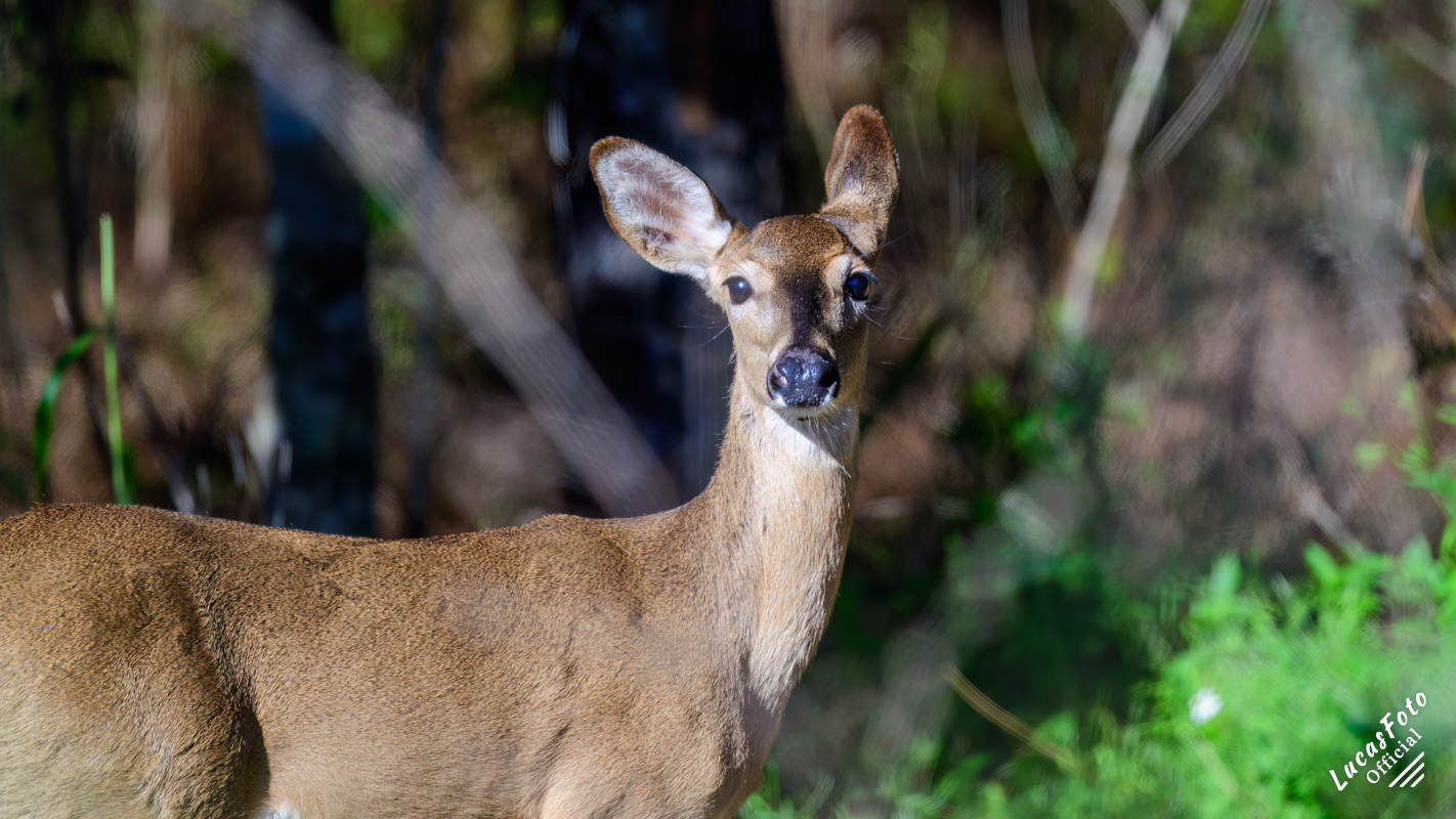 Whitetail