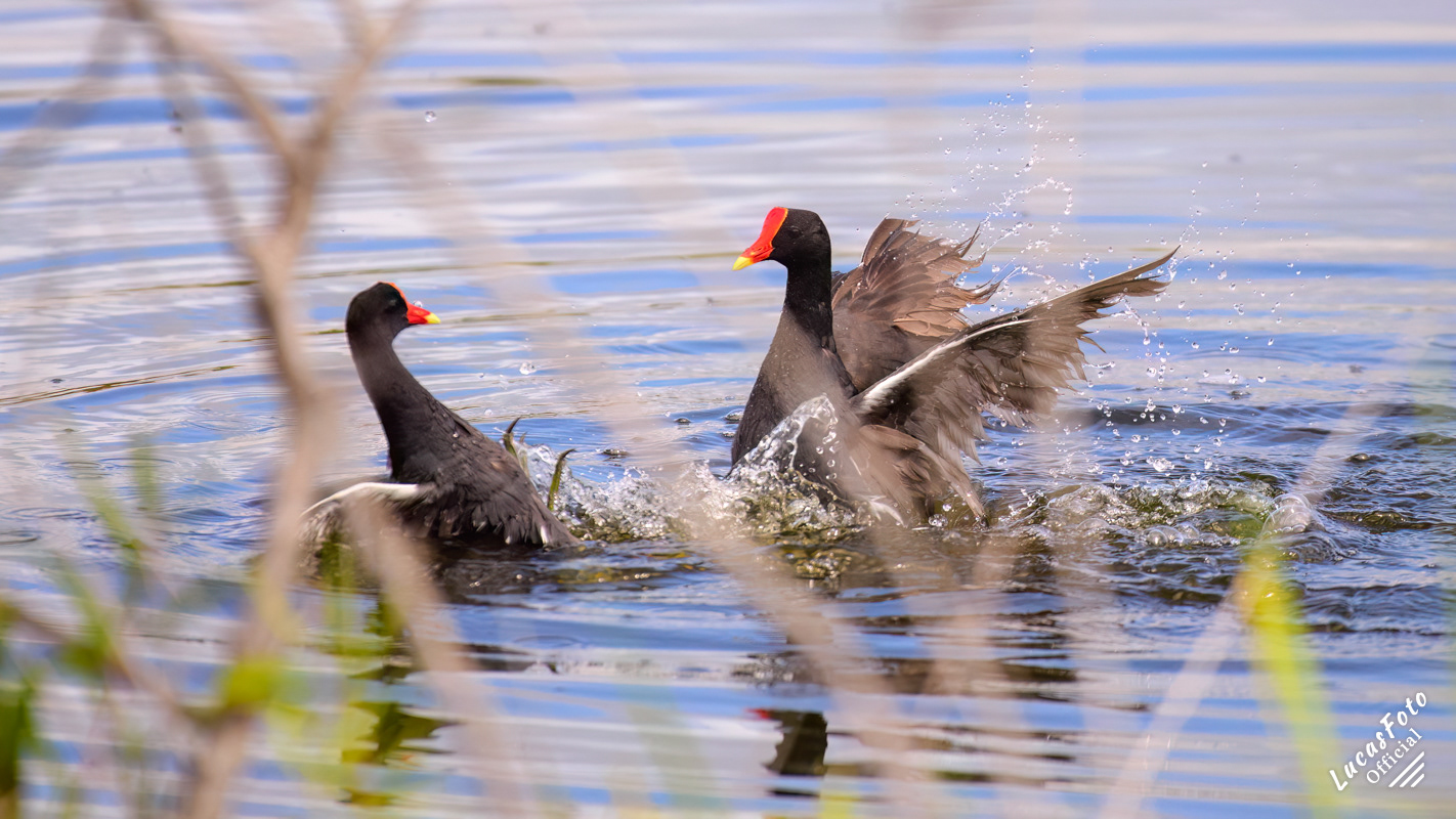 Common Gallinule