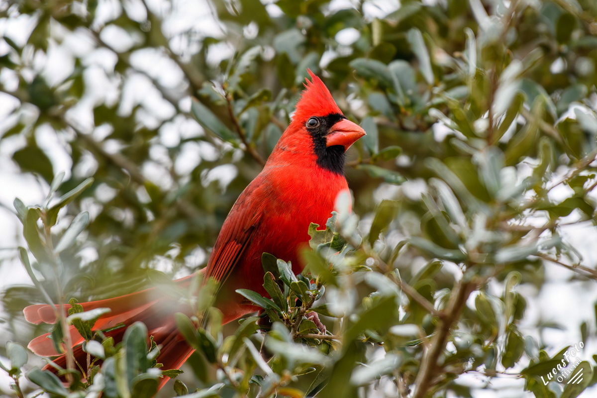 Northern Cardinal