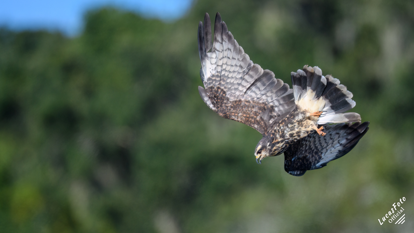 Snail Kite
