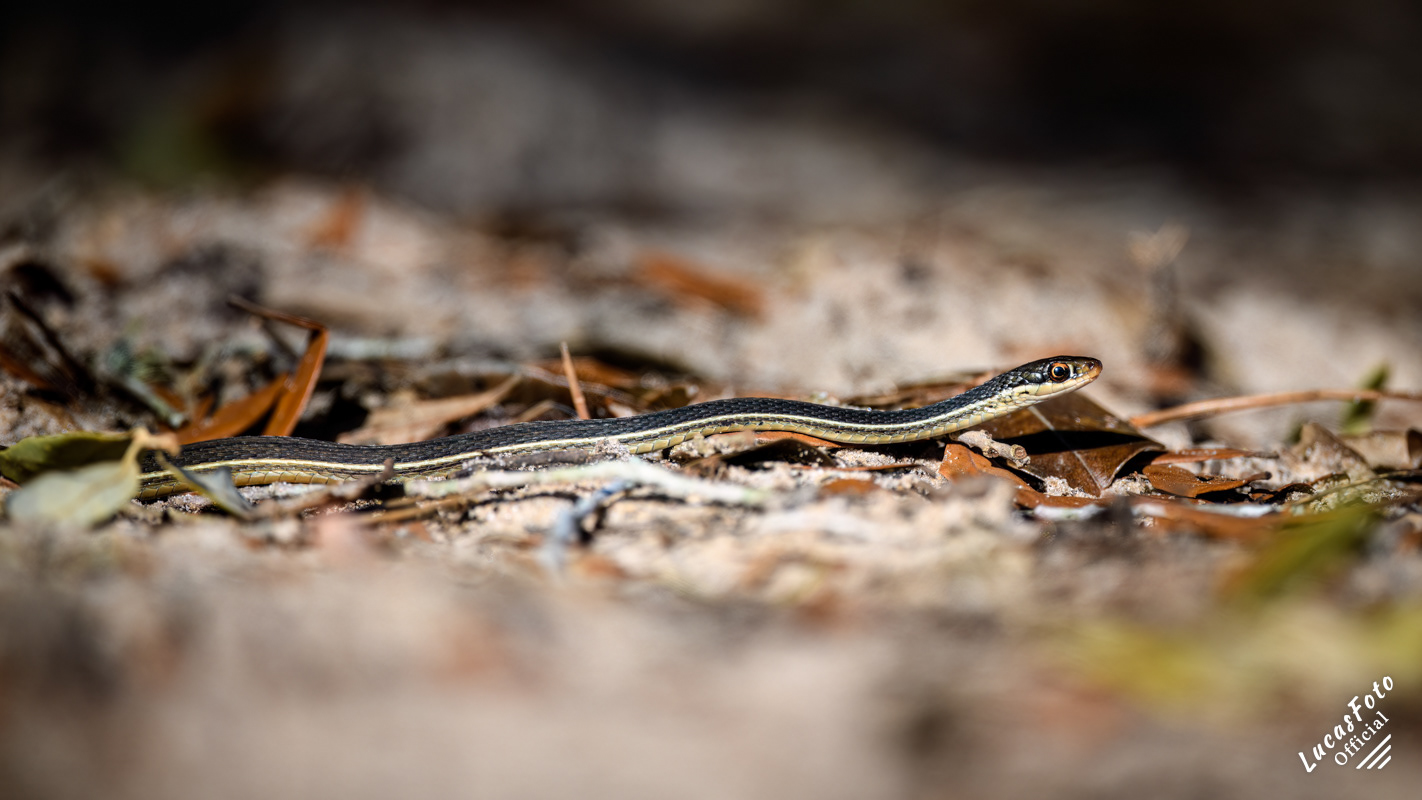 Ground Snake