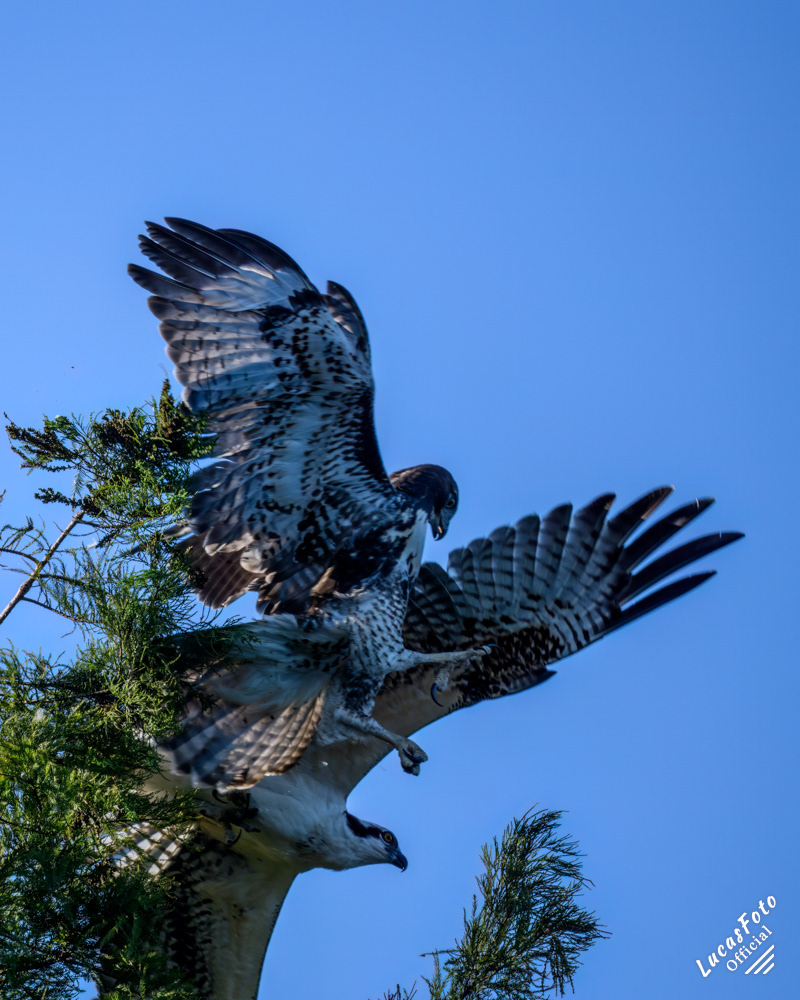 Red-tailed Hawk / Osprey