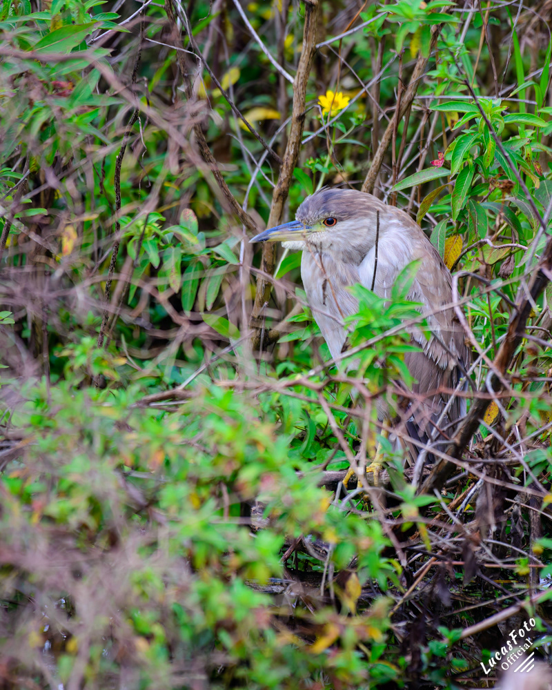 Black-crowned Night Heron