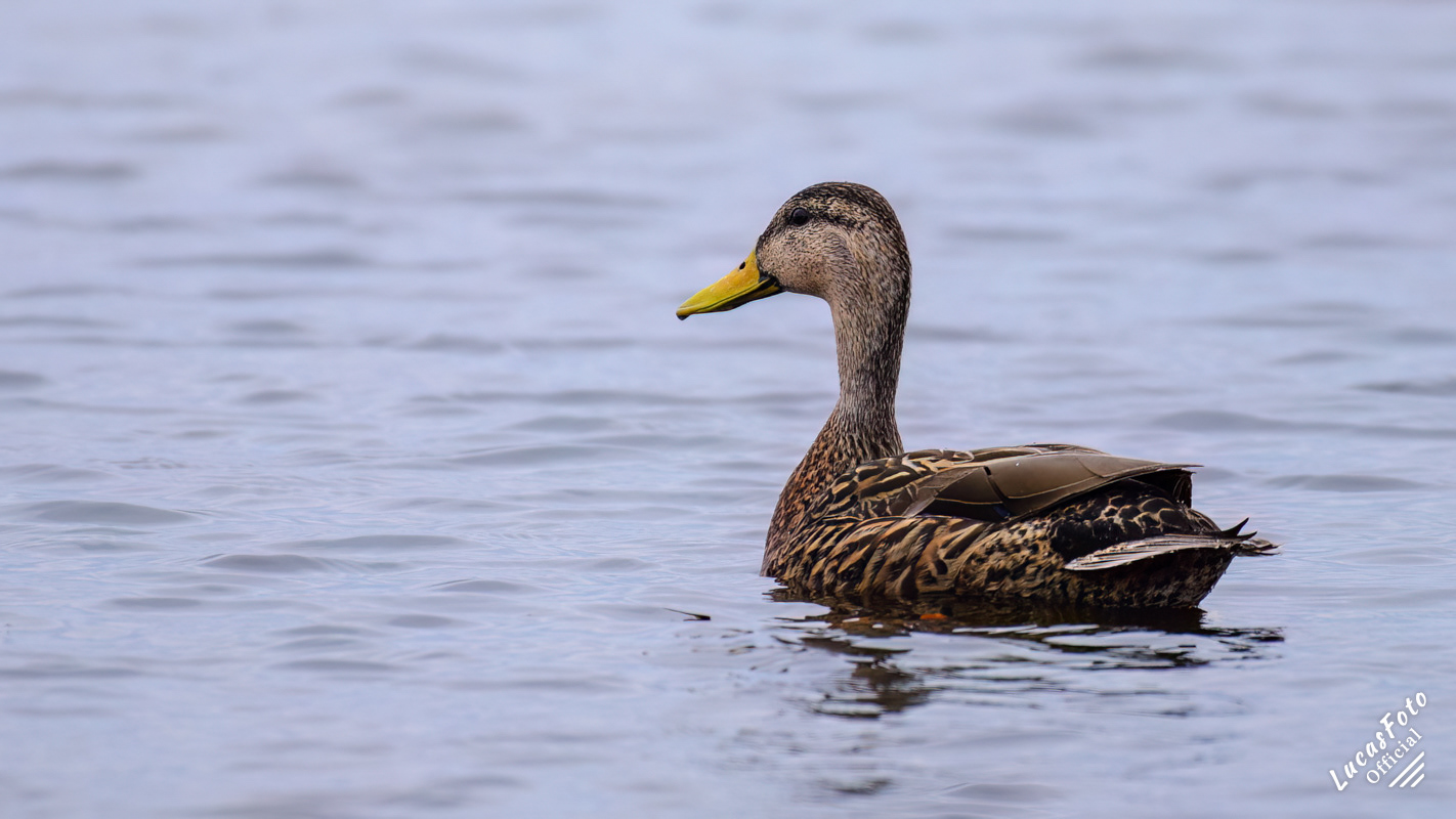 Mottled Duck