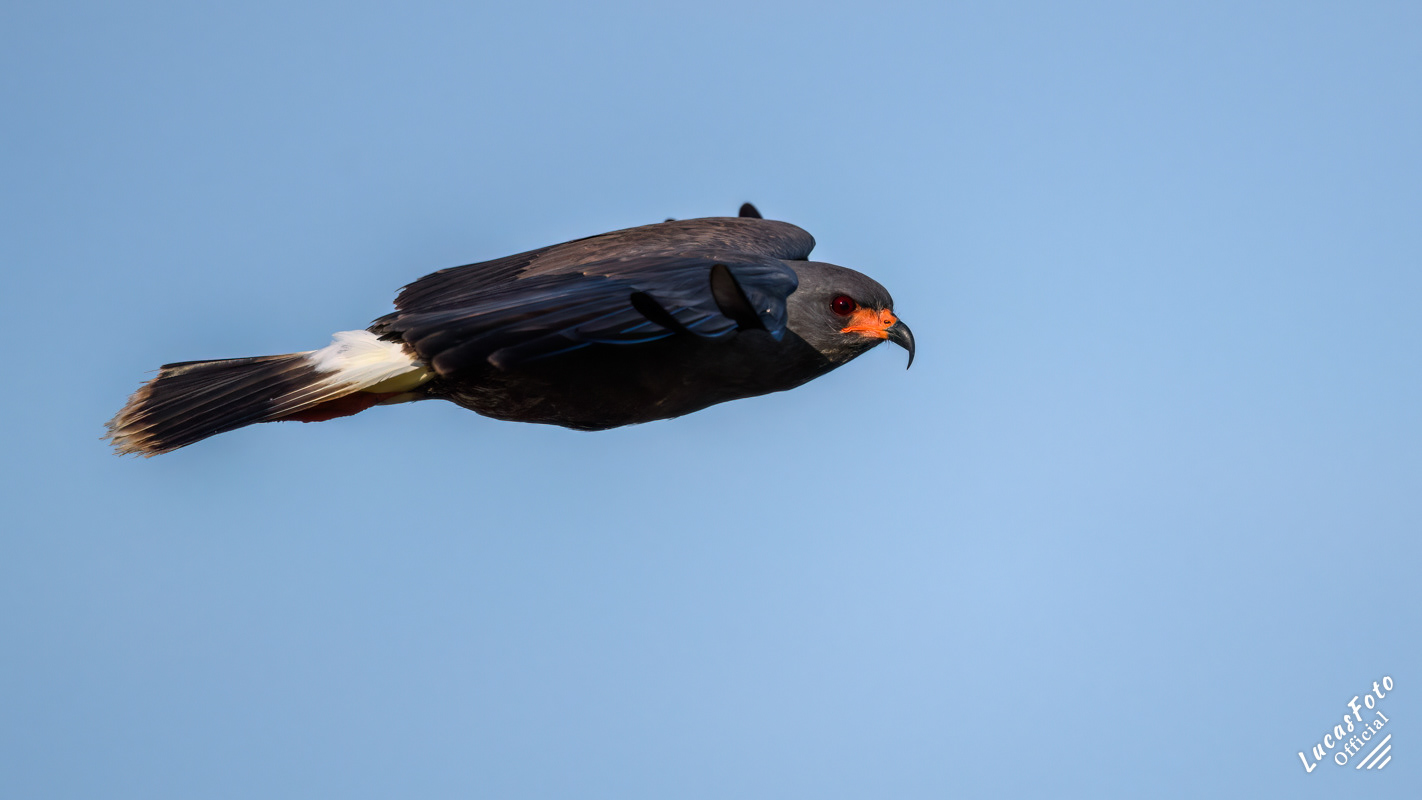 Snail Kite
