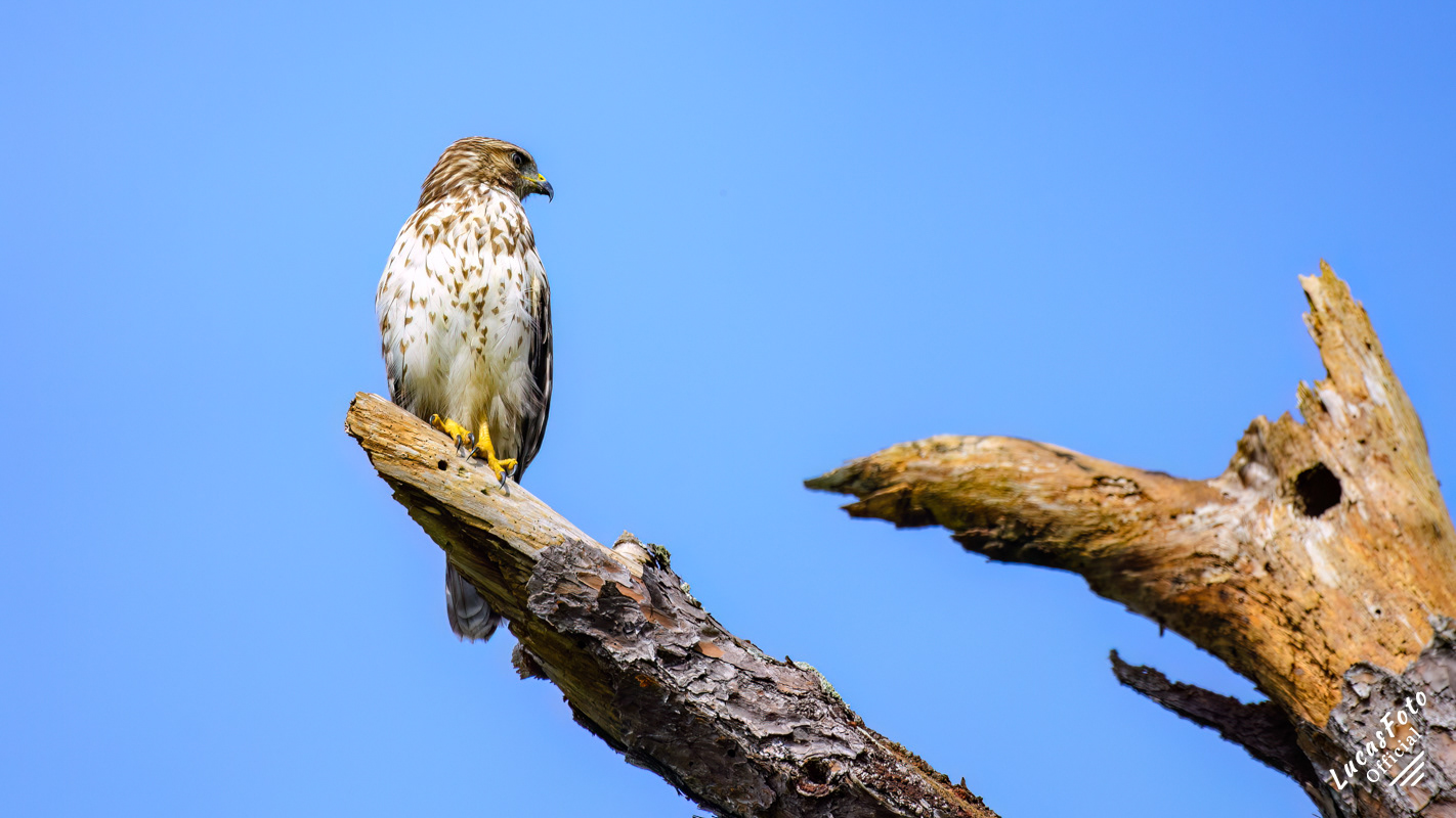 Red-shouldered Hawk