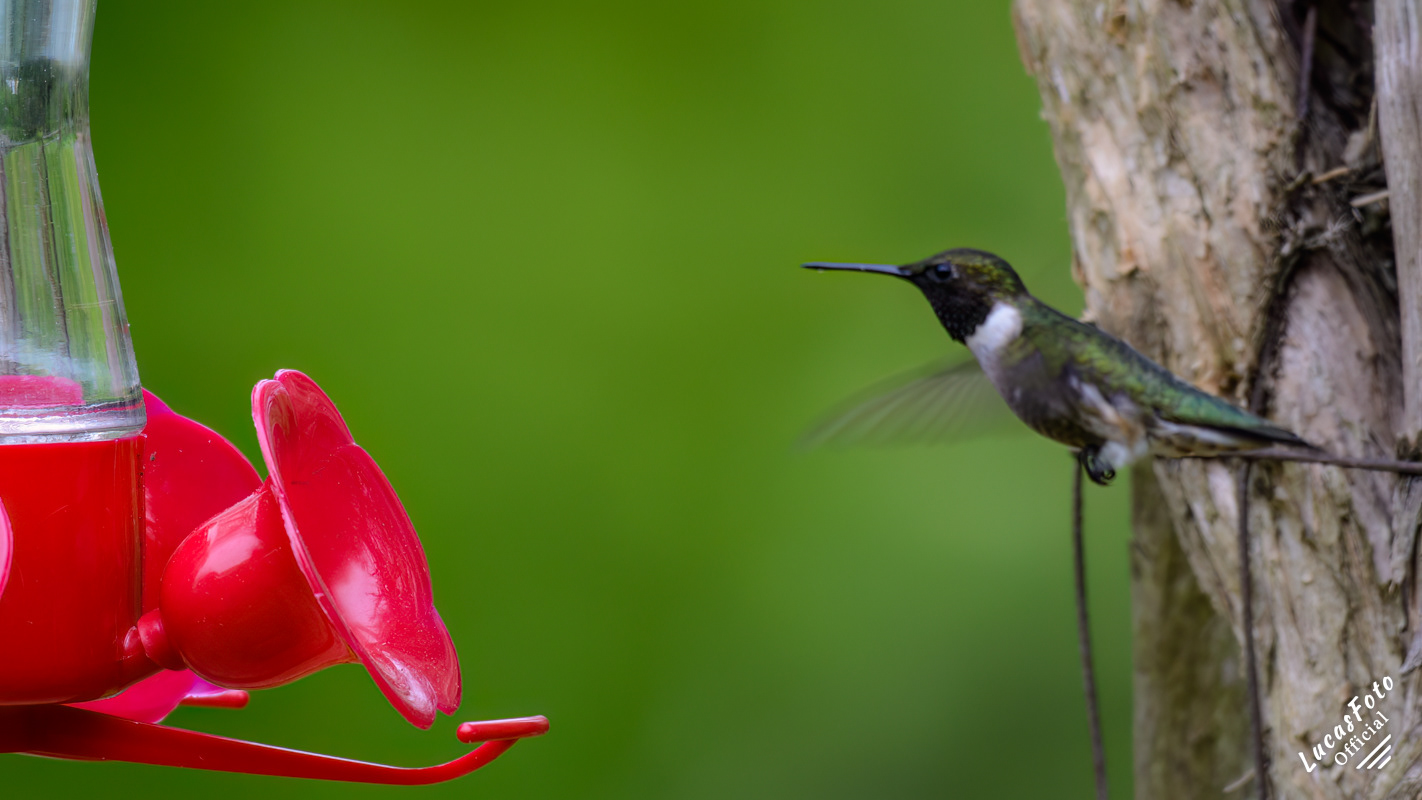 Ruby-throated Hummingbird
