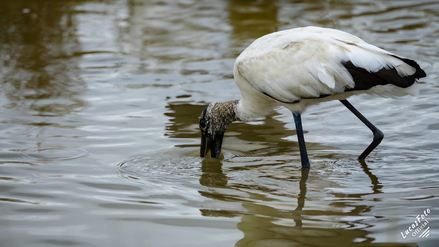 Wood Stork