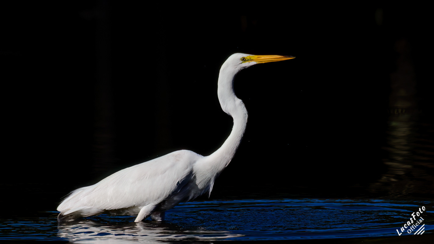Great Egret
