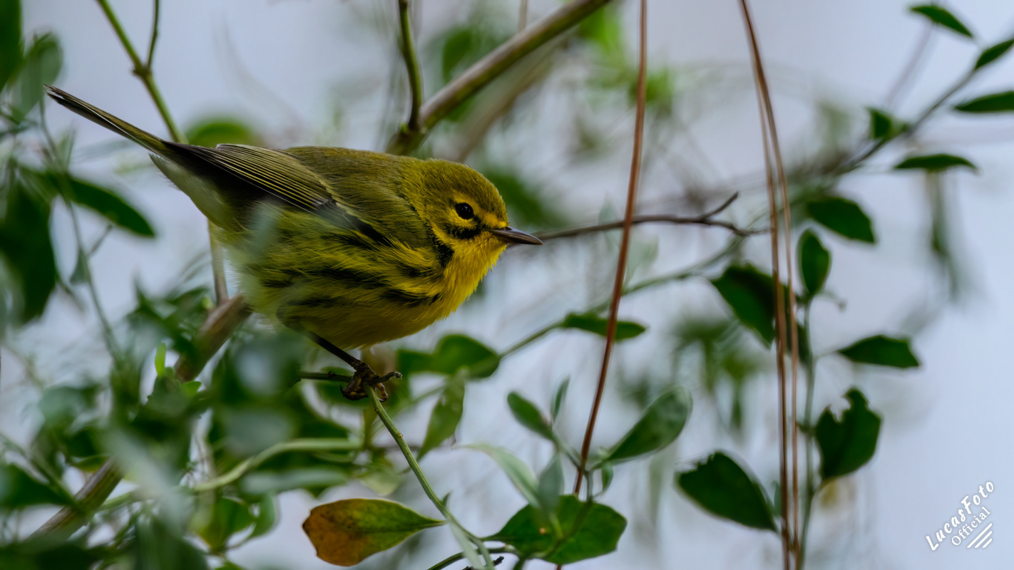 Prairie Warbler