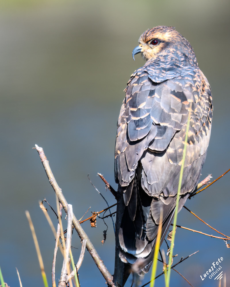 Snail Kite