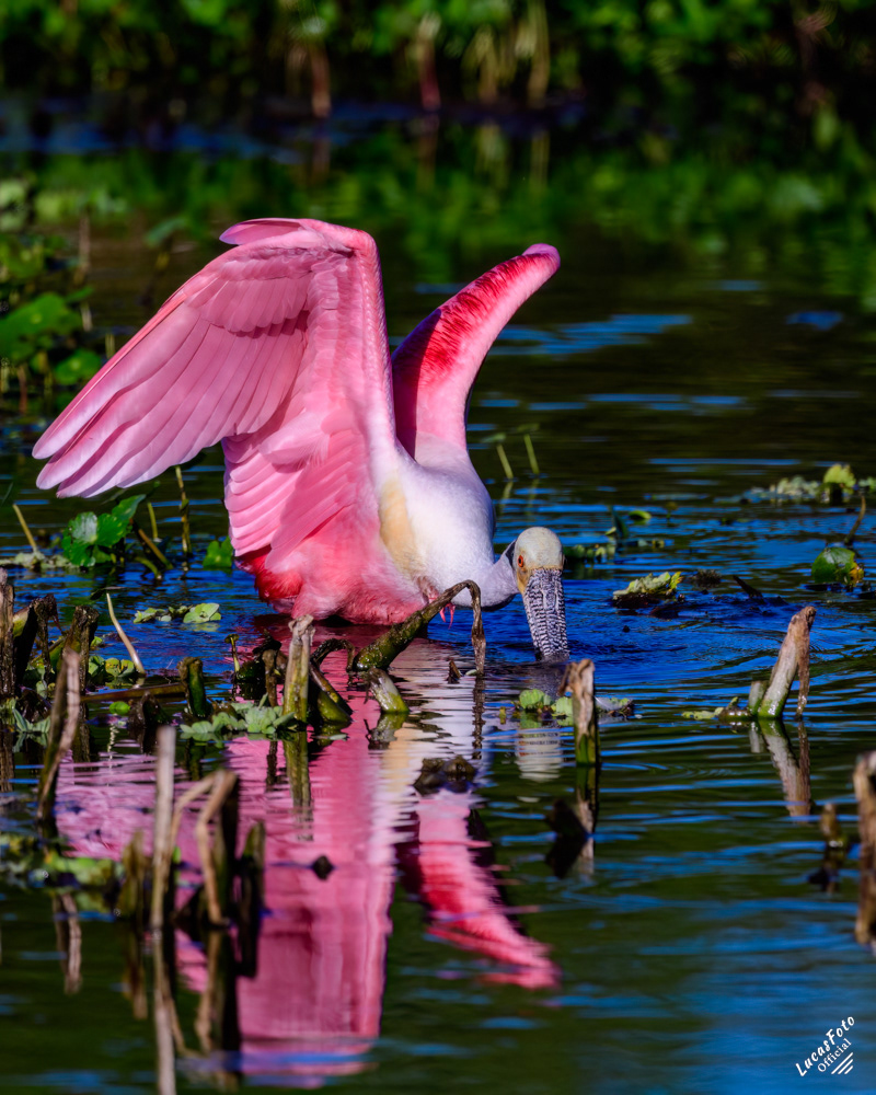 Roseate Spoonbill