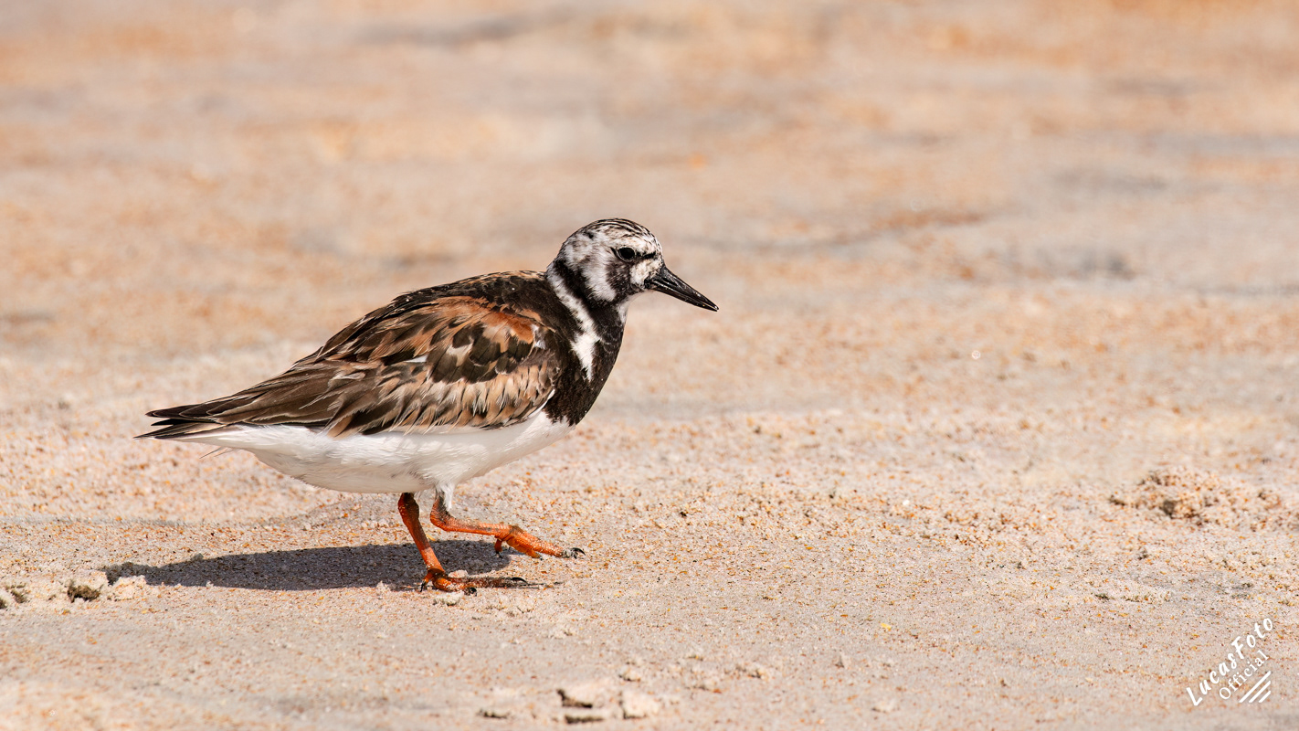 Ruddy Turnstone