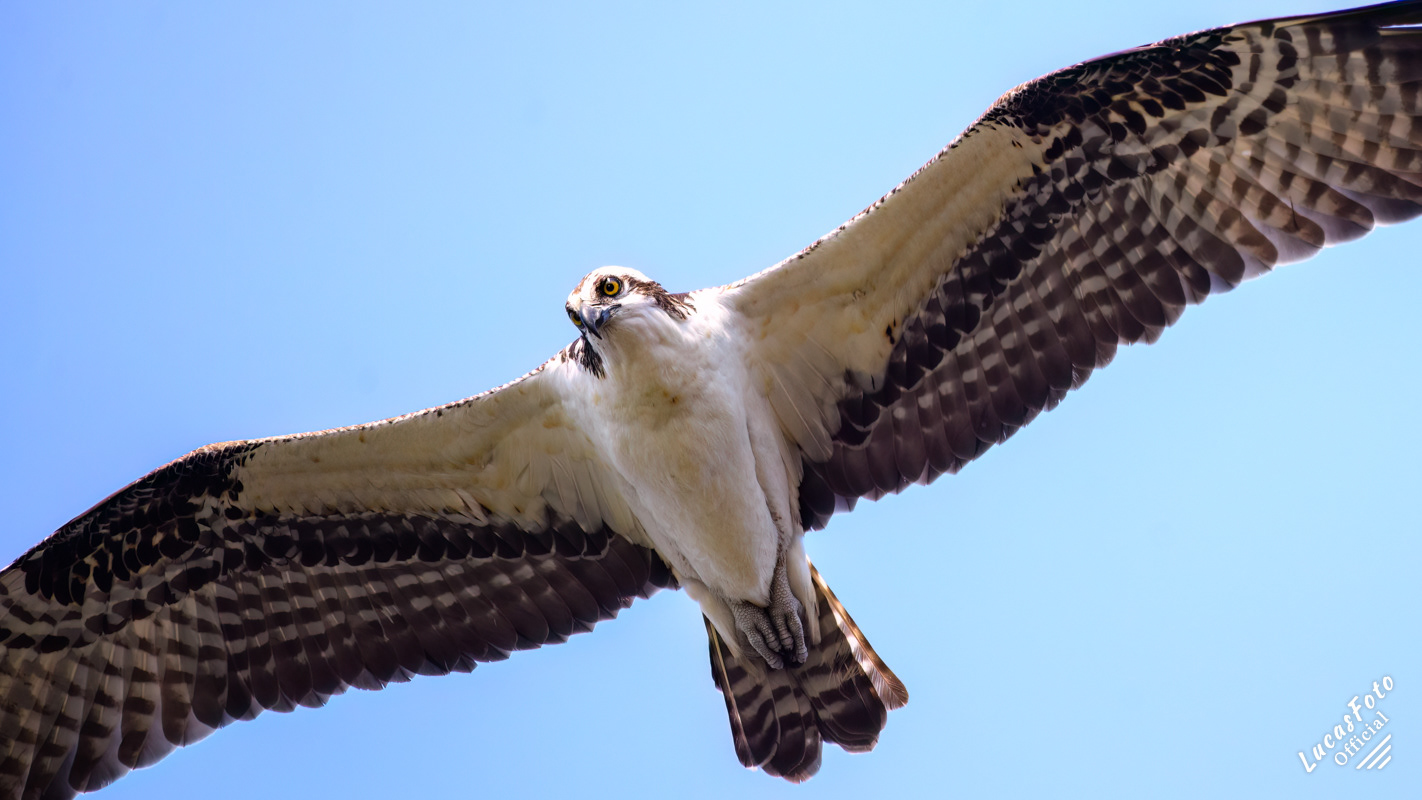 Osprey