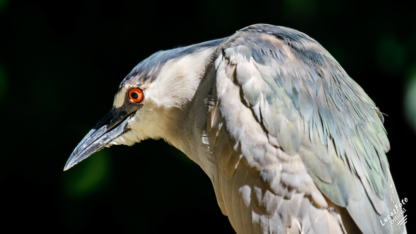 Black-crowned Night Heron