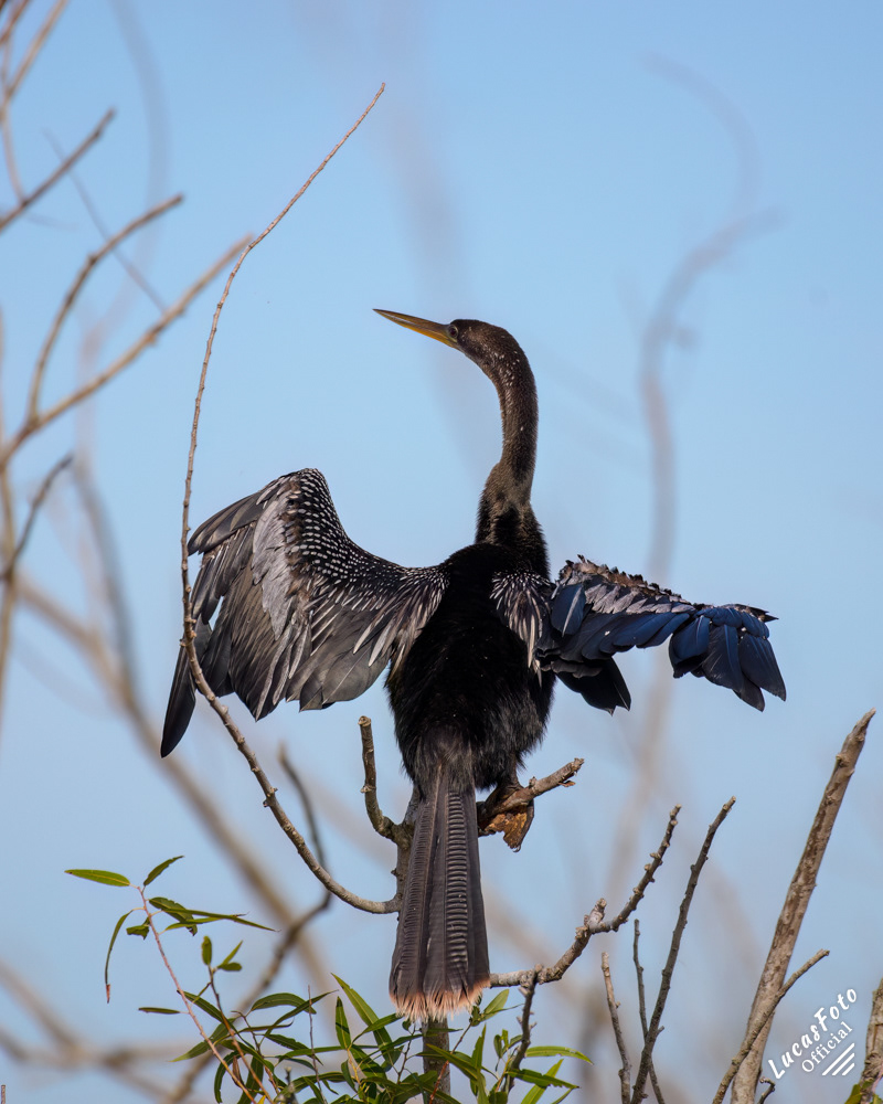 Anhinga