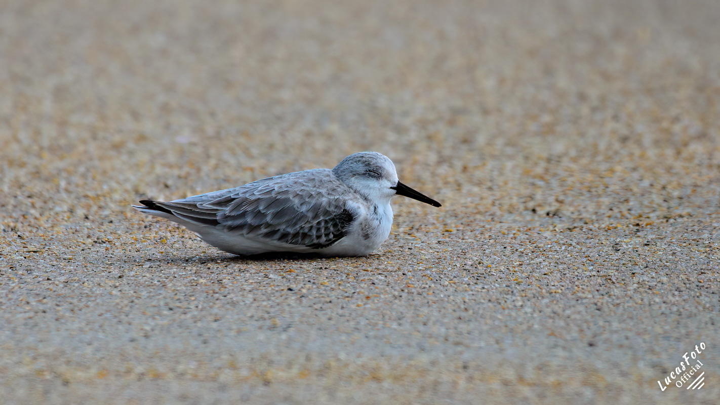 Sanderling