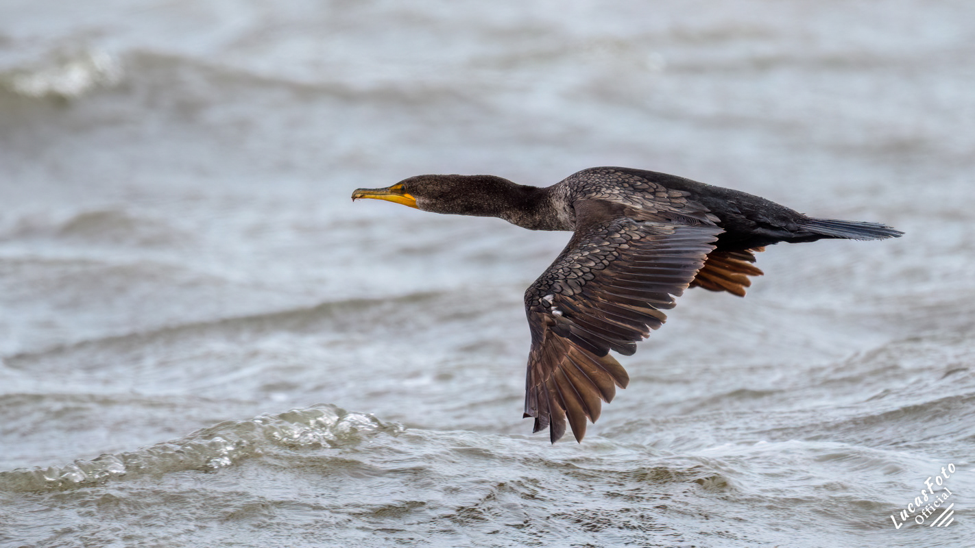 Double-crested Cormorant