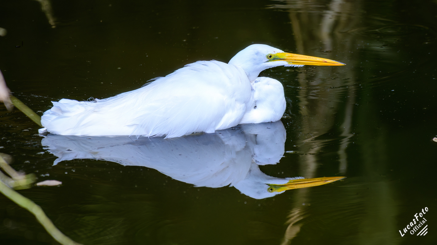 Great Egret