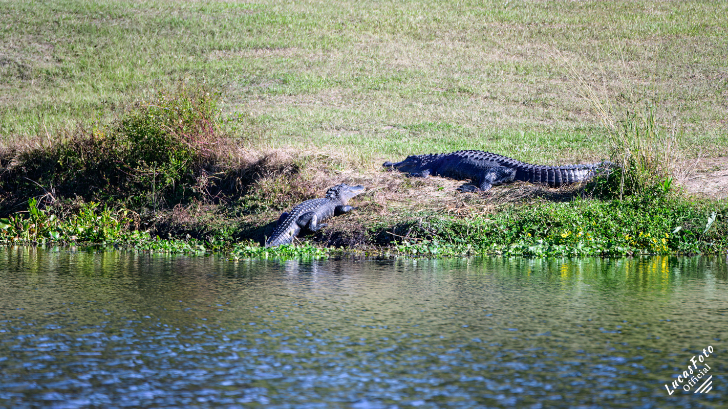 Alligator