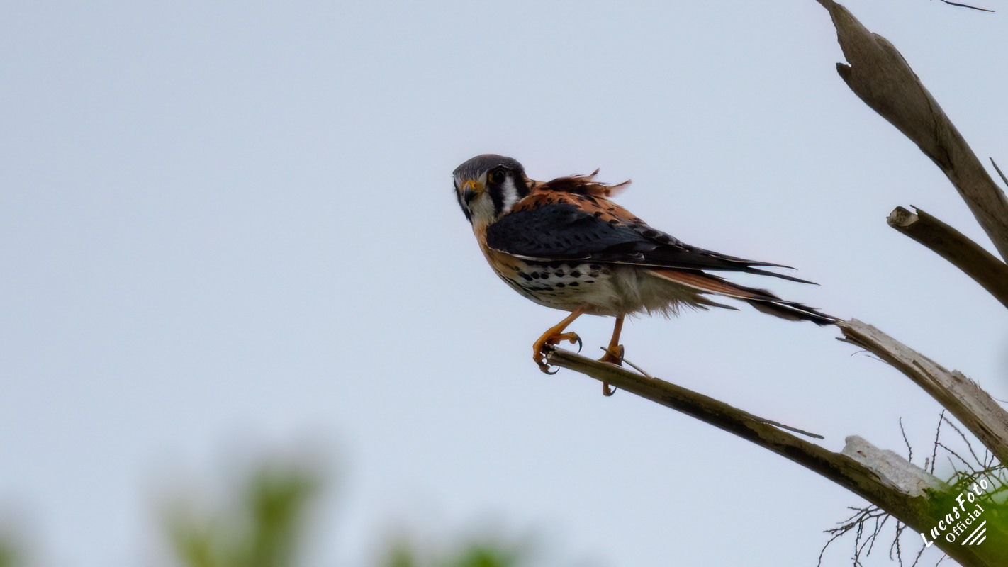 American Kestrel