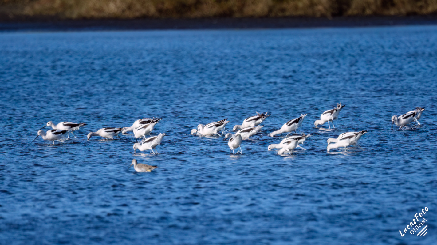 American Avocet