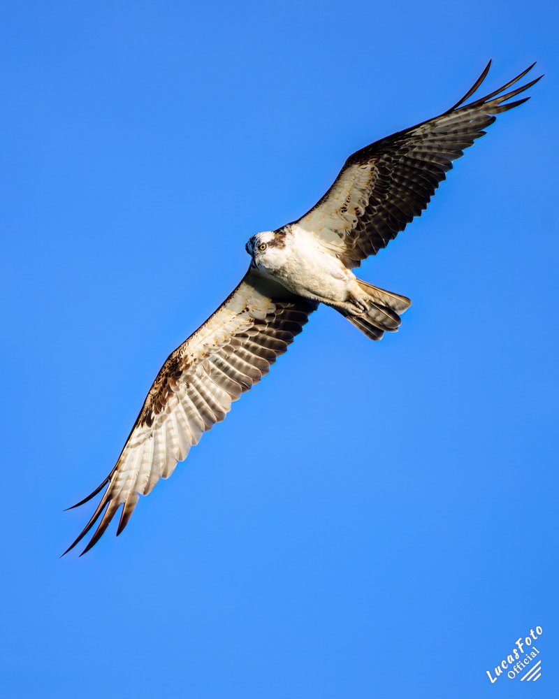 Osprey