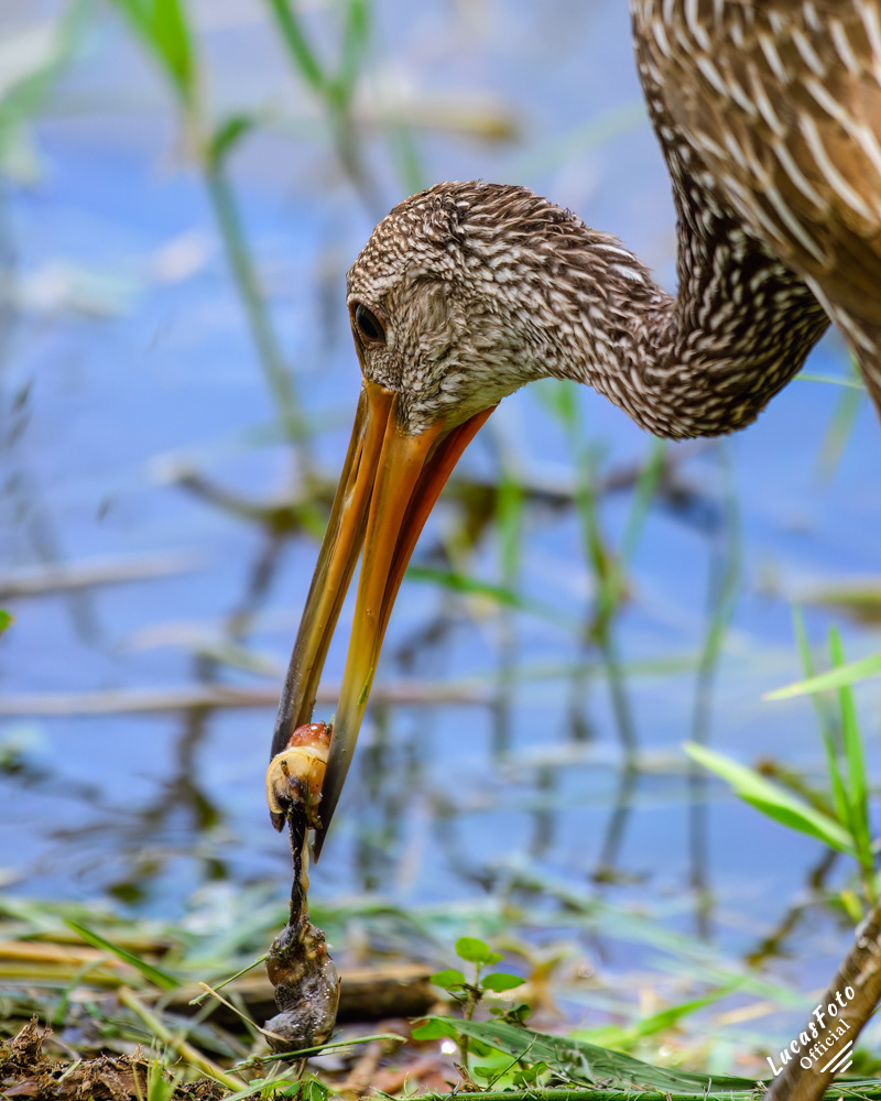 Limpkin