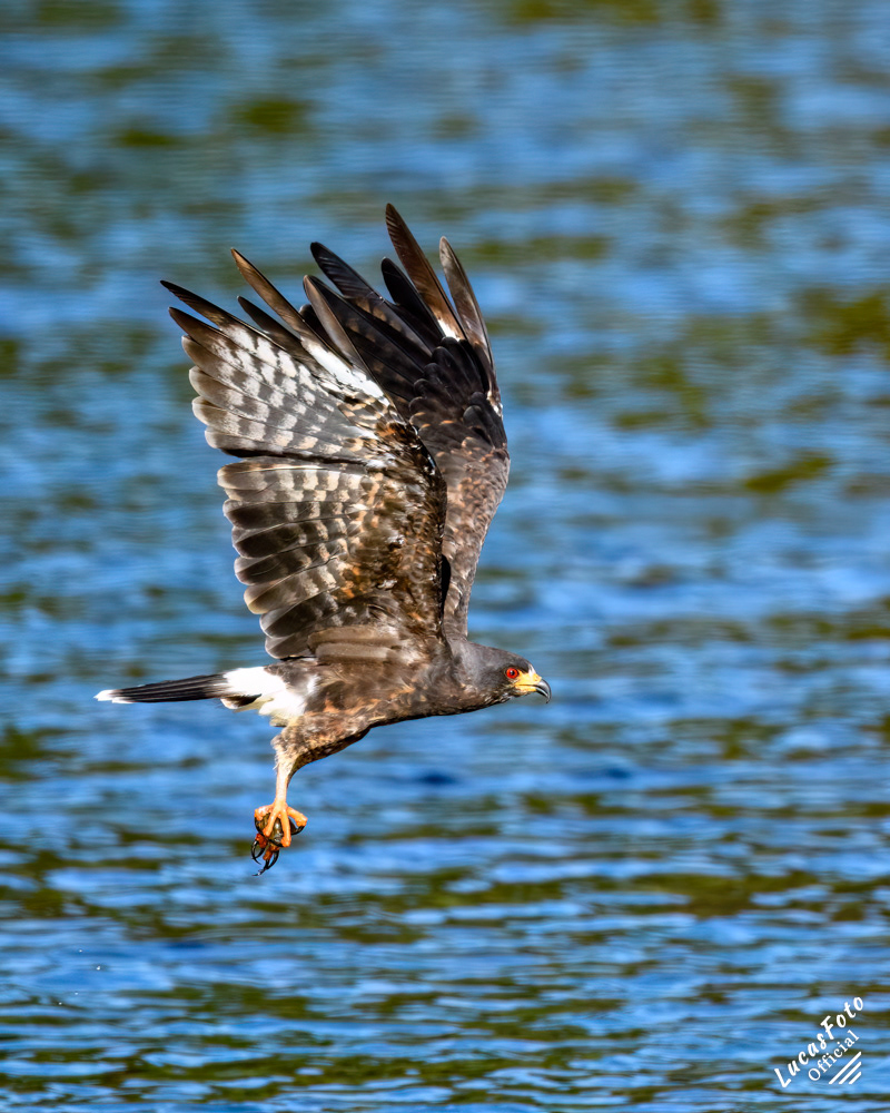 Snail Kite