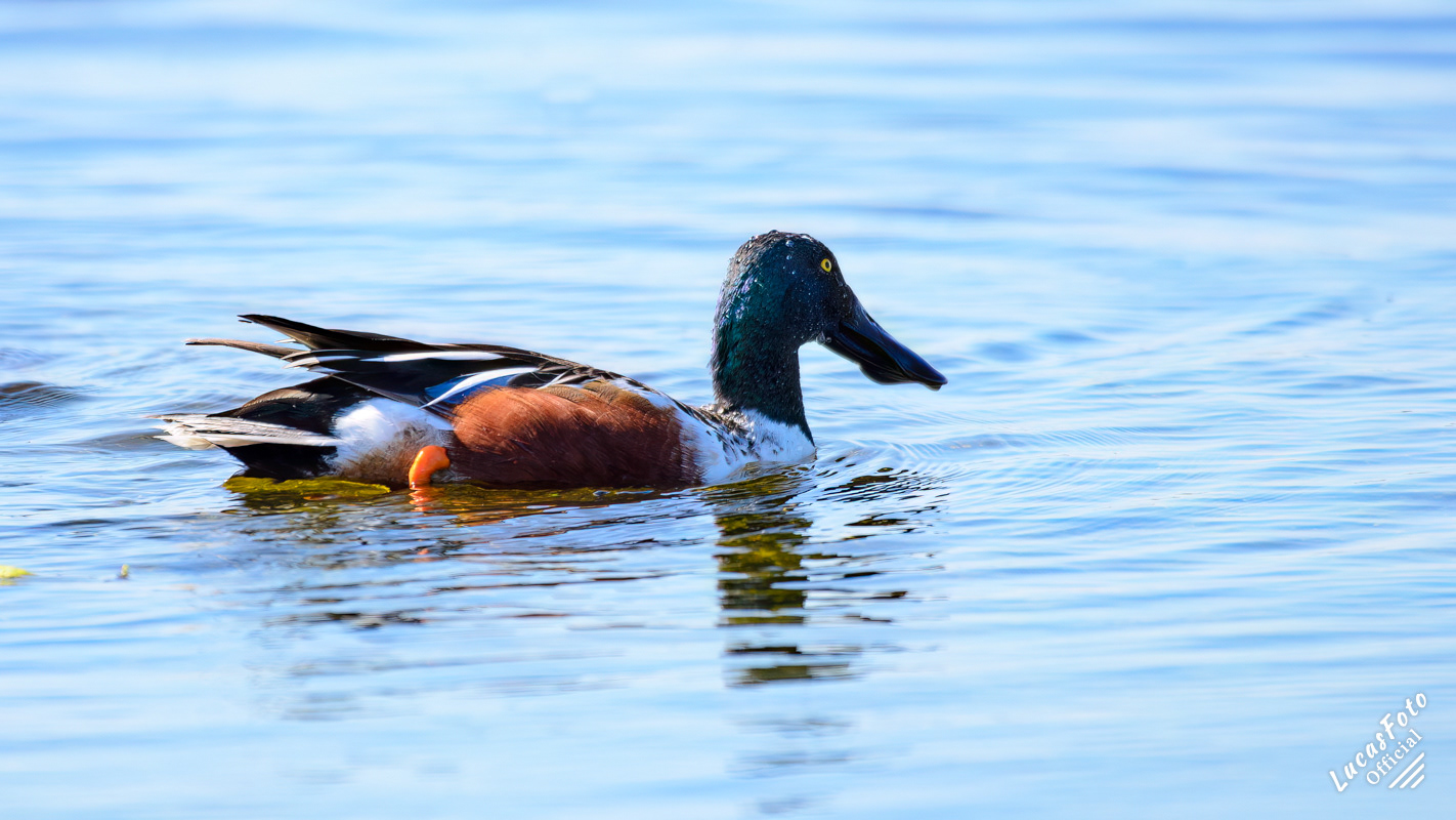 Northern Shoveler