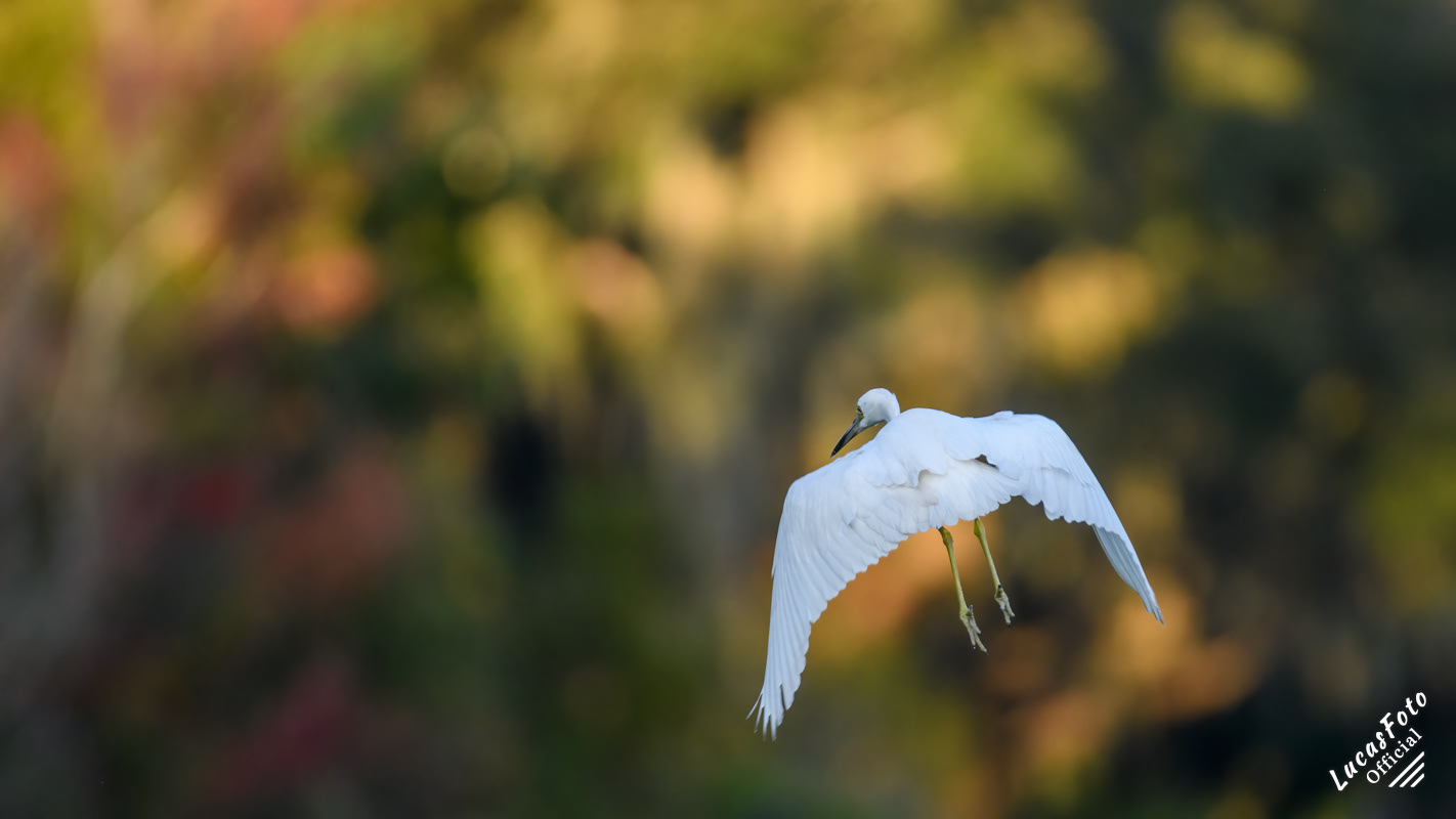 Juvenile Little Blue Heron