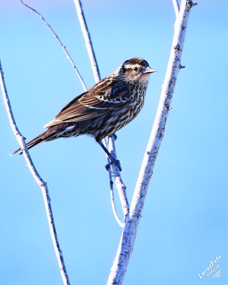 Red-winged Blackbird