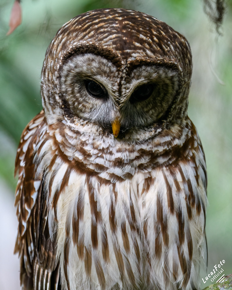 Barred Owl