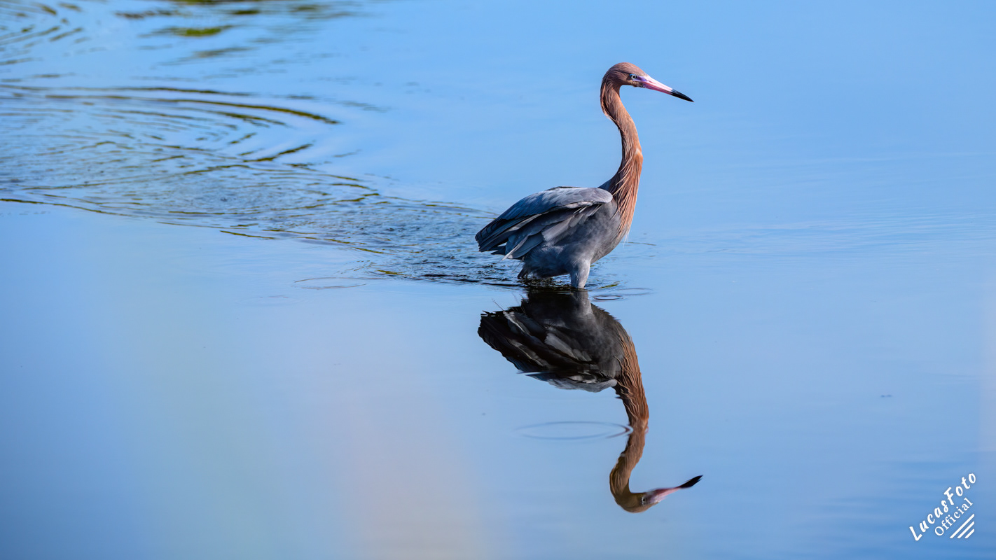 Reddish Egret