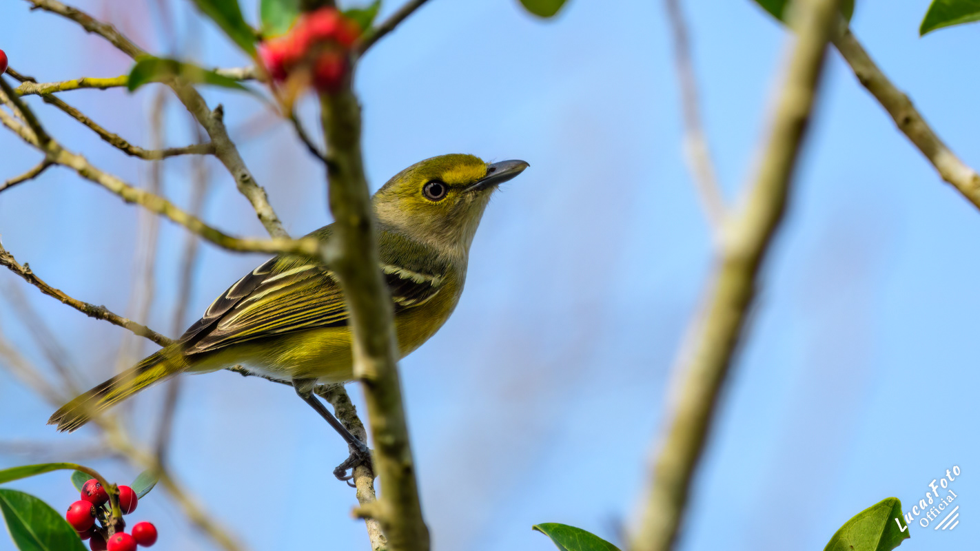 White-eyed Vireo