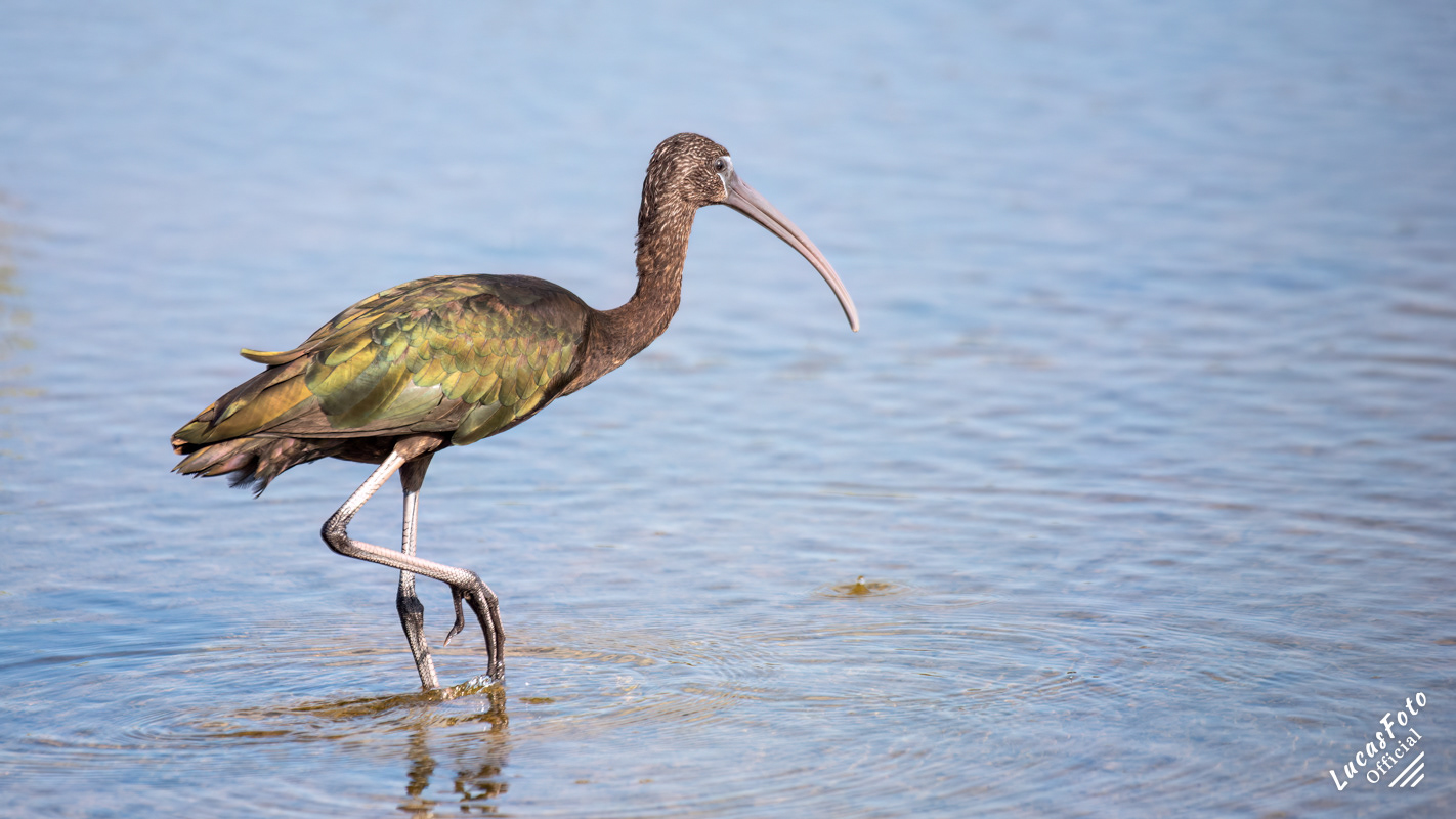 Glossy Ibis