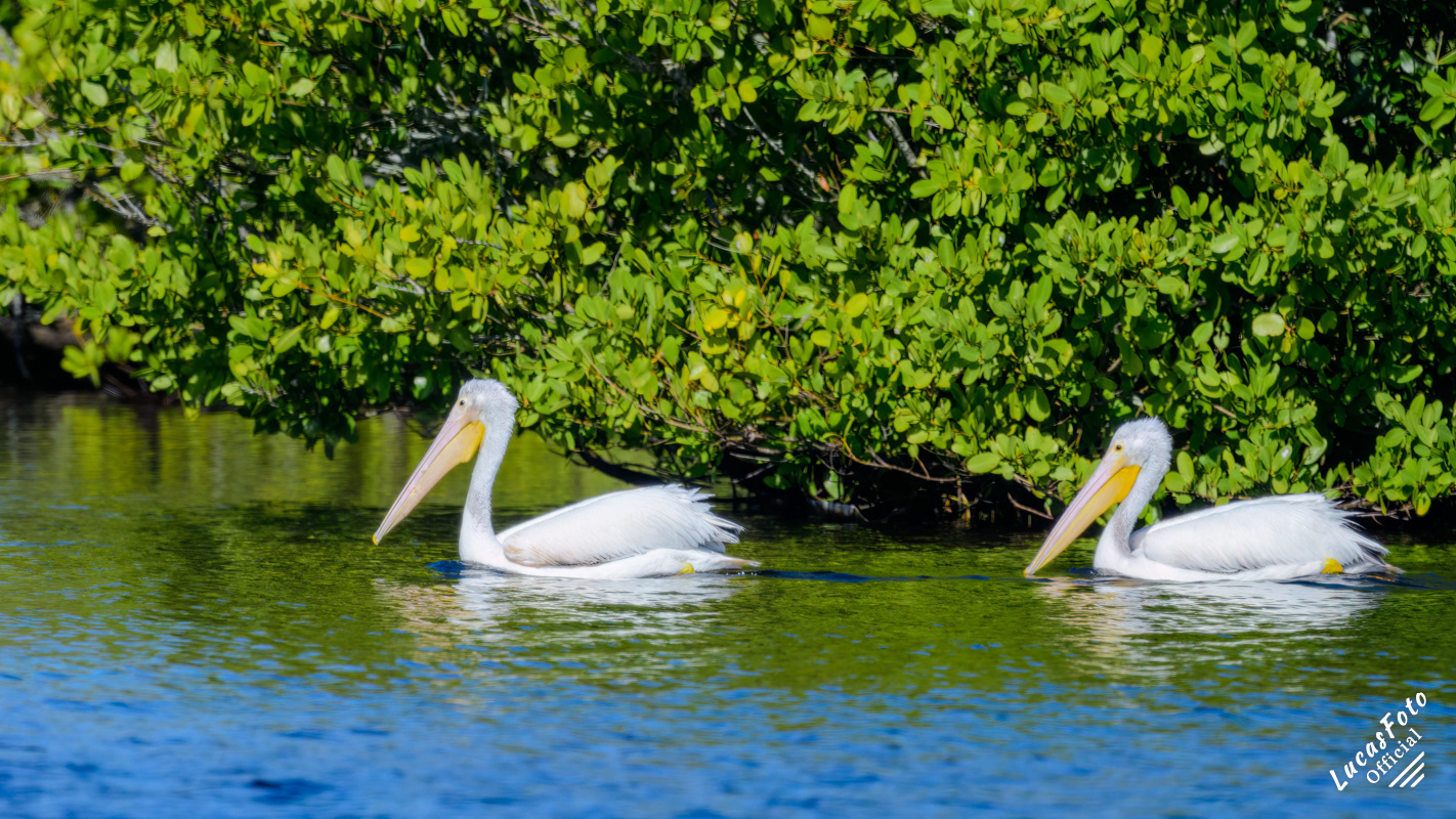 American White Pelican